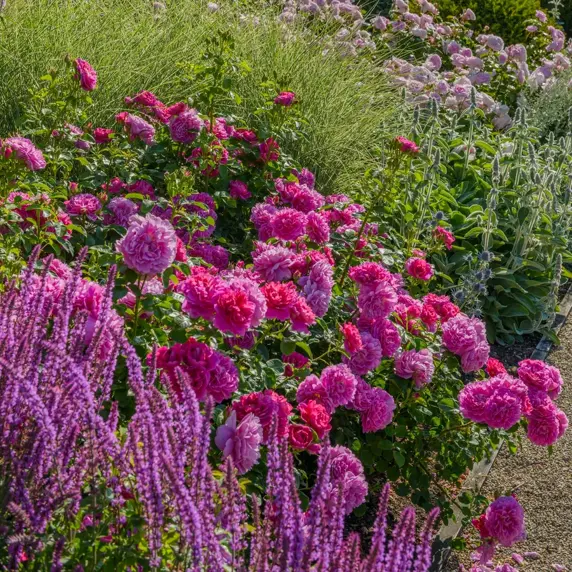 Rose 'Princess Anne' - SH - image 2