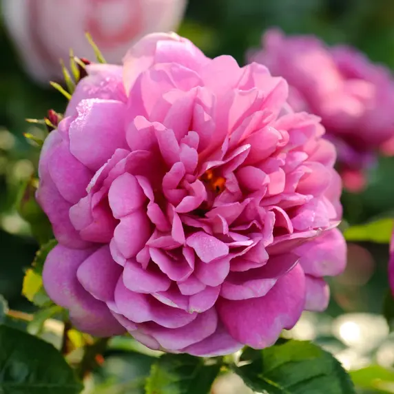 Rose 'Princess Anne' - SH - image 3