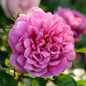 Rose 'Princess Anne' - SH - image 3