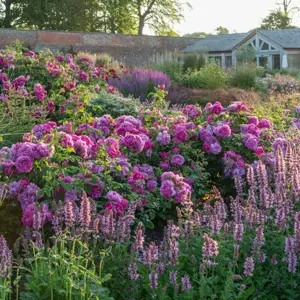 Rose 'Princess Anne' - SH - image 4