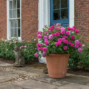 Rose 'Princess Anne' - SH - image 5