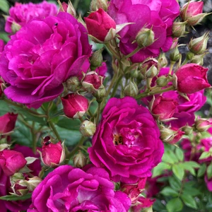 Rose 'Purple Siluetta' - RAM