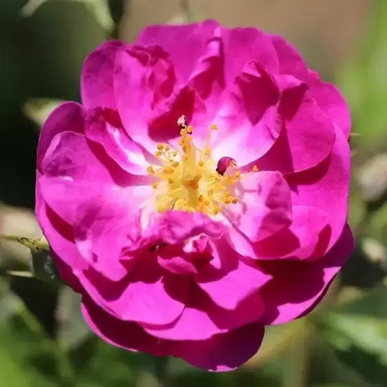 Rose 'Purple Skyliner' - RAM