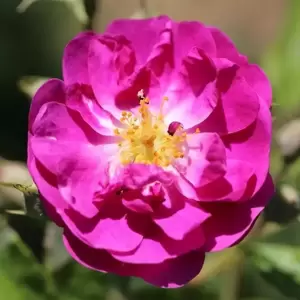 Rose 'Purple Skyliner' - RAM