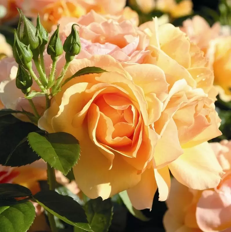 Rose 'Queen Bee' - FL 3L - Cowell's Garden Centre | Woolsington