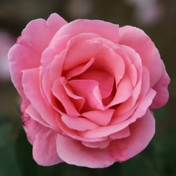 Rose 'Queen Elizabeth' - FL