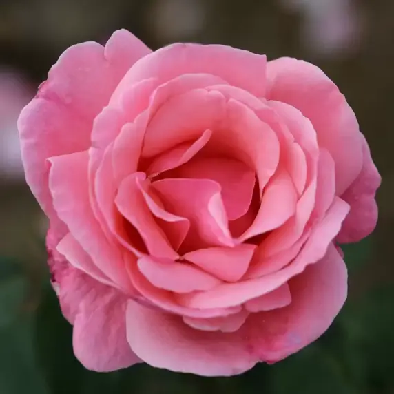 Rose 'Queen Elizabeth' - FL 4L