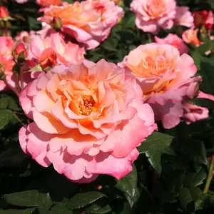 Rose 'Rachel' - HT 3L