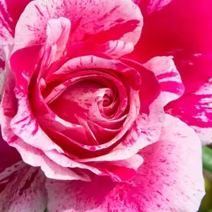 Rose 'Raspberry Cream Twirl' - CLM