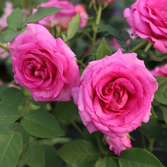Picture - Whartons Roses
