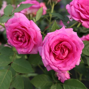 Picture - Whartons Roses