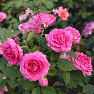 Picture - Whartons Roses