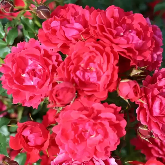 Rose 'Raspberry Royale' - Patio Standard