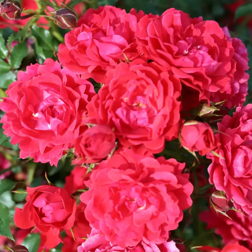 Rose 'Raspberry Royale' Patio Standard Cowell's Garden Centre Woolsington