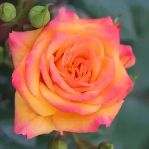 Rose 'Redova' - CLM