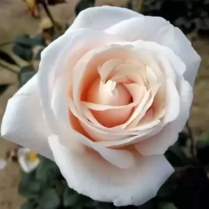 Rose 'Remember' - HT