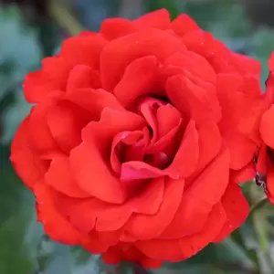 Rose 'Remembrance' - FL 5L