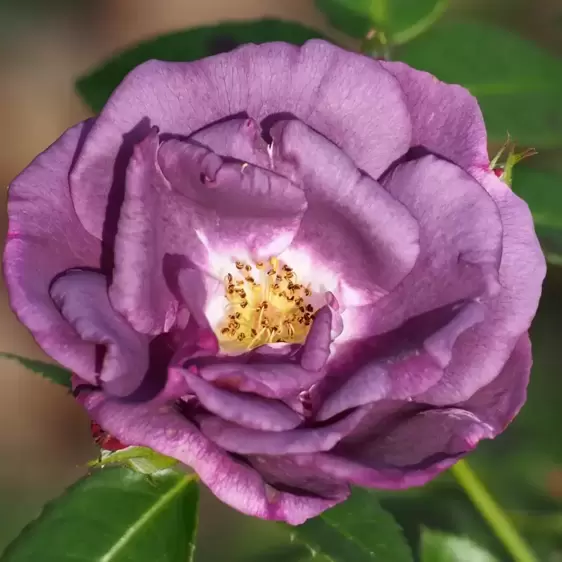 Rose 'Rhapsody In Blue' - FL - image 1