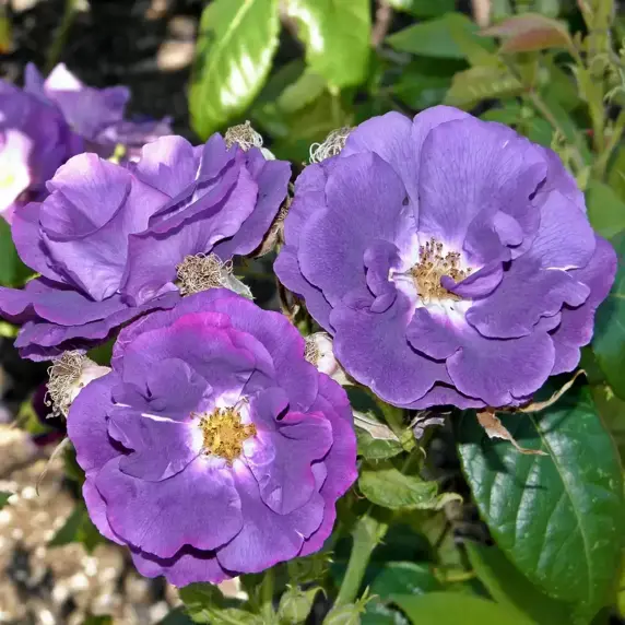 Rose 'Rhapsody In Blue' - FL 3L - image 2