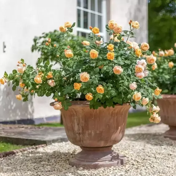 Image Credit: David Austin Roses
