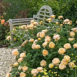 Image Credit: David Austin Roses