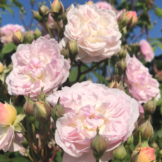 Rose 'Romantic Siluetta' - RAM