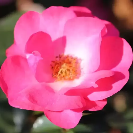 Rose 'Rosy Cheeks' - FL