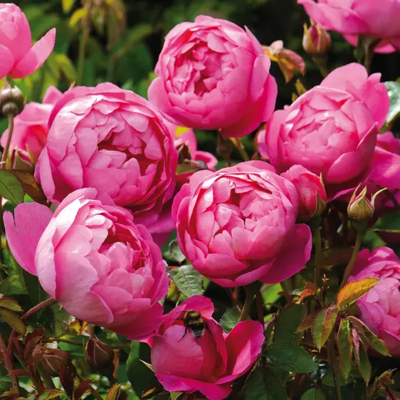 Rose 'Royal Jubilee' - SH - image 1