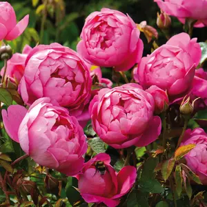 Rose 'Royal Jubilee' - SH - image 1