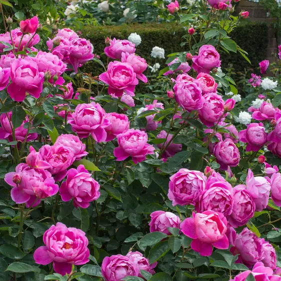 Rose 'Royal Jubilee' - SH - image 2