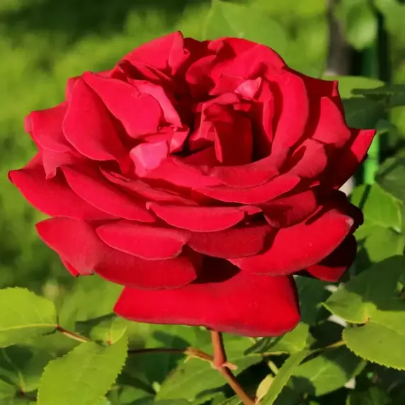Rose 'Royal William' - HT 4L