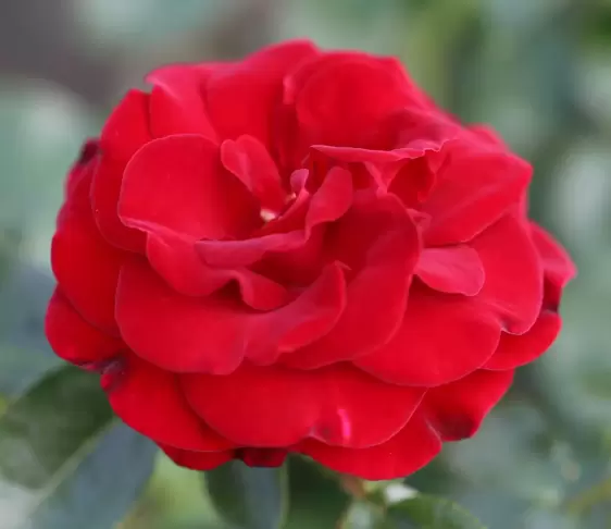 Rose 'Ruby Romance' - PAT