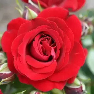 Rose 'Ruby Romance' - Patio Standard