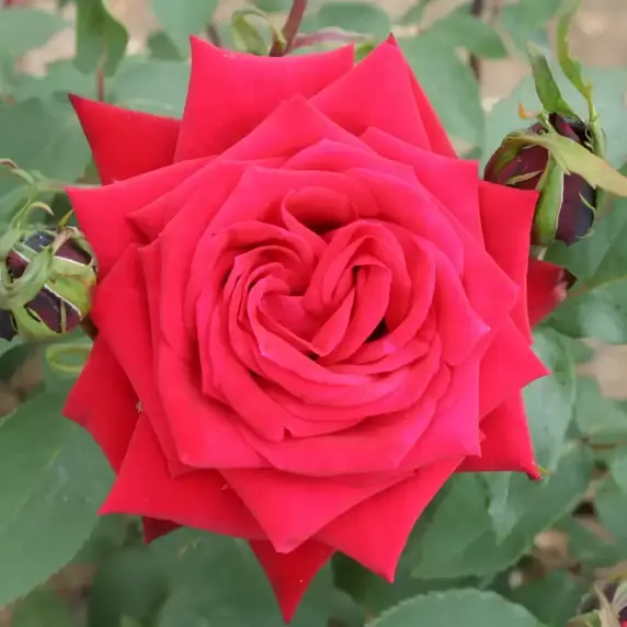Rose 'Ruby Wedding' - HT 4L