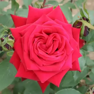 Rose 'Ruby Wedding' - HT 4L