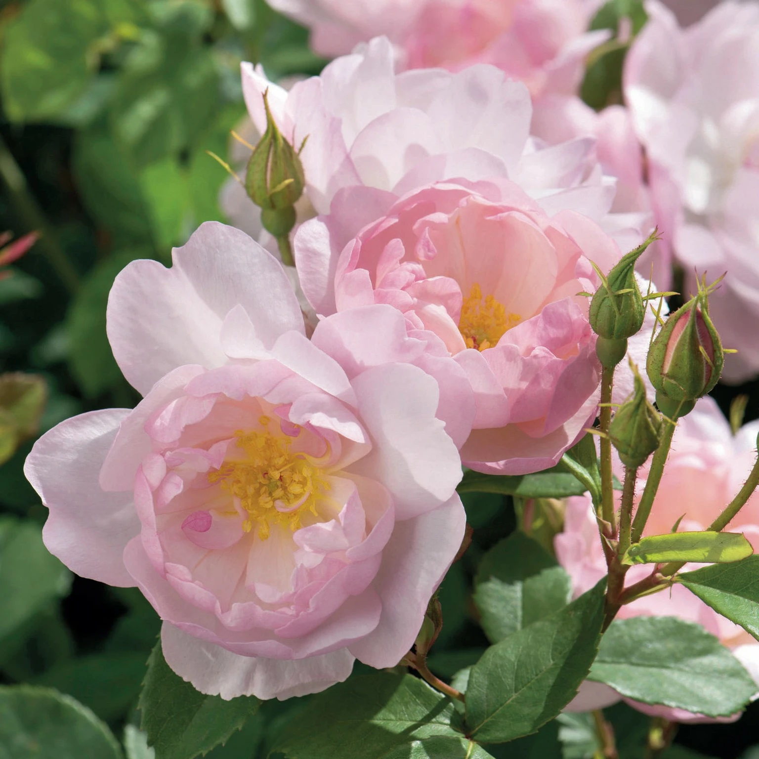 Rose 'Scarborough Fair' - SH - Cowell's Garden Centre | Woolsington