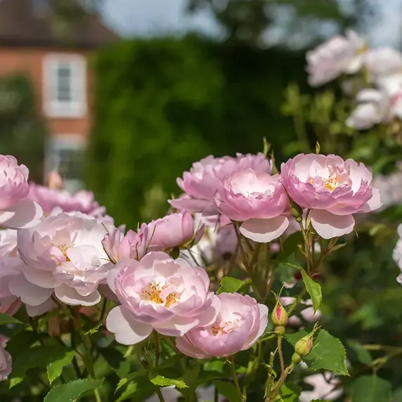Picture - David Austin® Roses