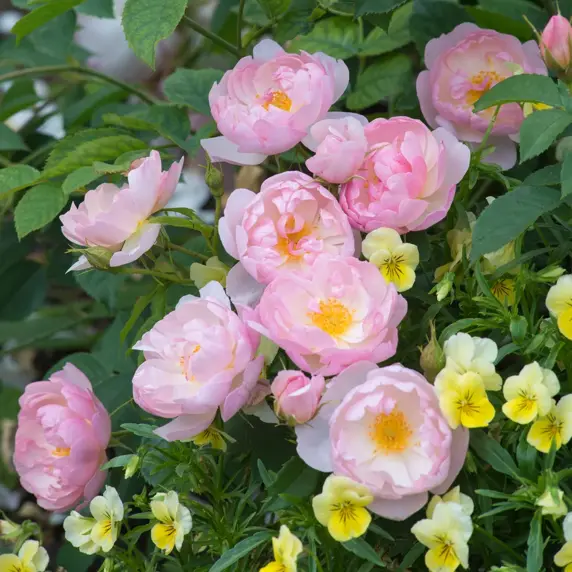 Picture - David Austin® Roses