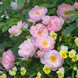 Picture - David Austin® Roses