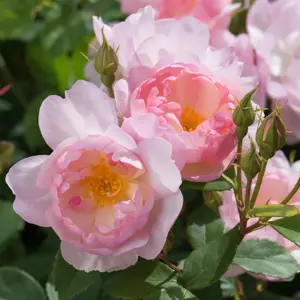 Picture - David Austin® Roses