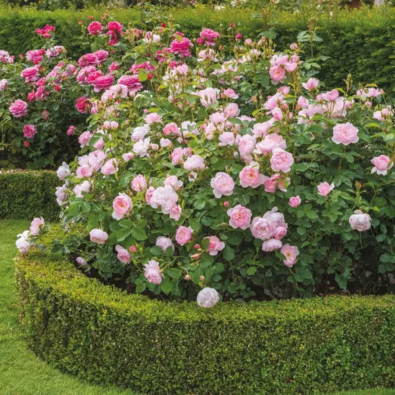 Picture - David Austin® Roses