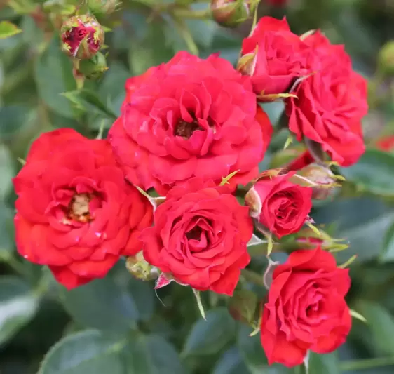 Rose 'Scarlet Patio' - PAT
