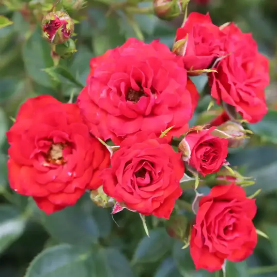 Rose 'Scarlet Patio' - PAT