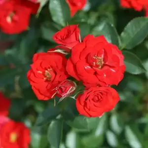 Rose 'Scarlet Patio' - Patio Standard