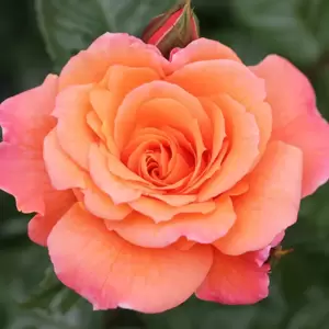 Rose 'Scent From Heaven' - CLM