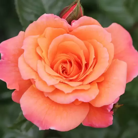 Rose 'Scent From Heaven' - CLM 4.5L