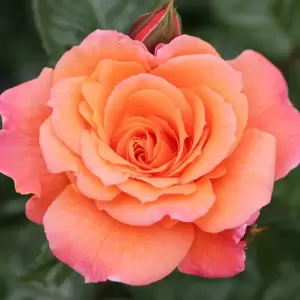 Rose 'Scent From Heaven' - CLM 4.5L