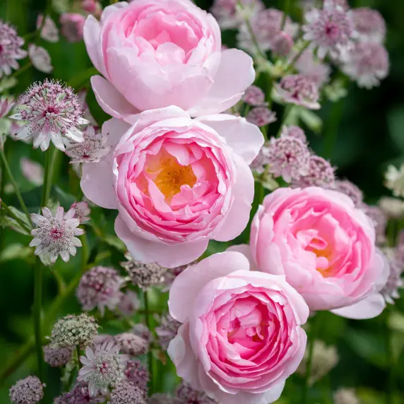 Image Credit: David Austin Roses