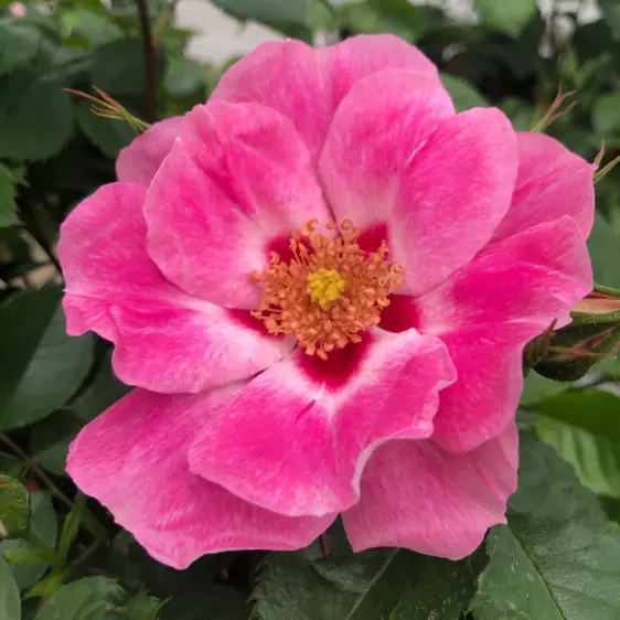 Rose 'See You In Rose' - FL