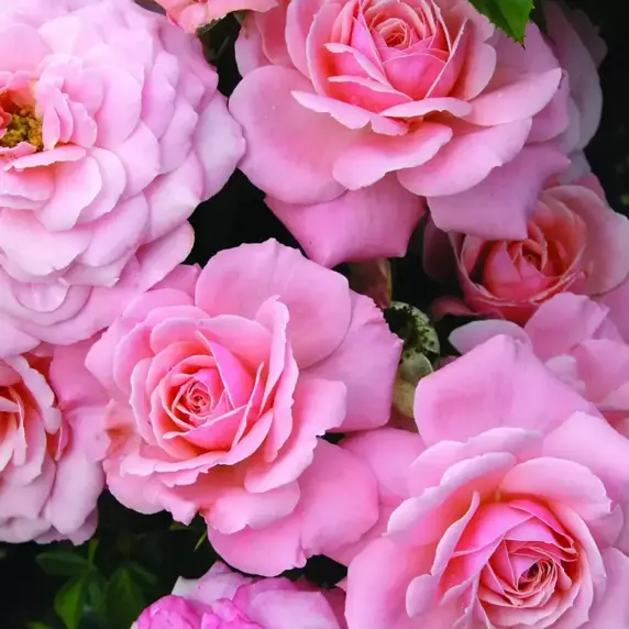 Rose 'Sexy Rexy' - FL 4L